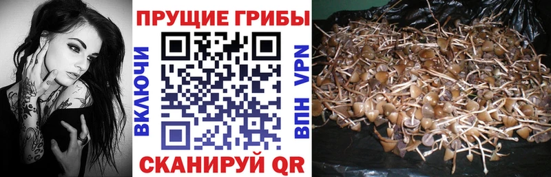 Псилоцибиновые грибы Cubensis  Чехов 